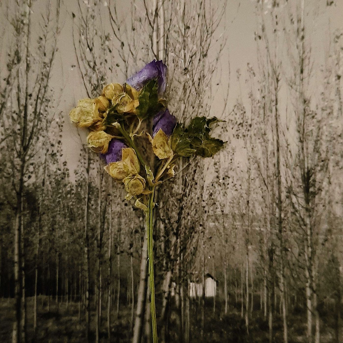 Collage: un ramo de flores secas sobre la fotografía de una arboleda de chopos.