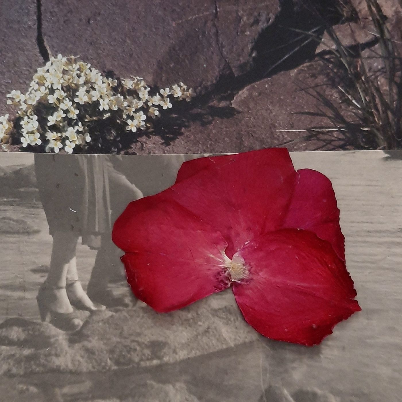 Collage: piernas que caminan por la orilla del agua, con flores blancas y un pétalo rojo prensado.
