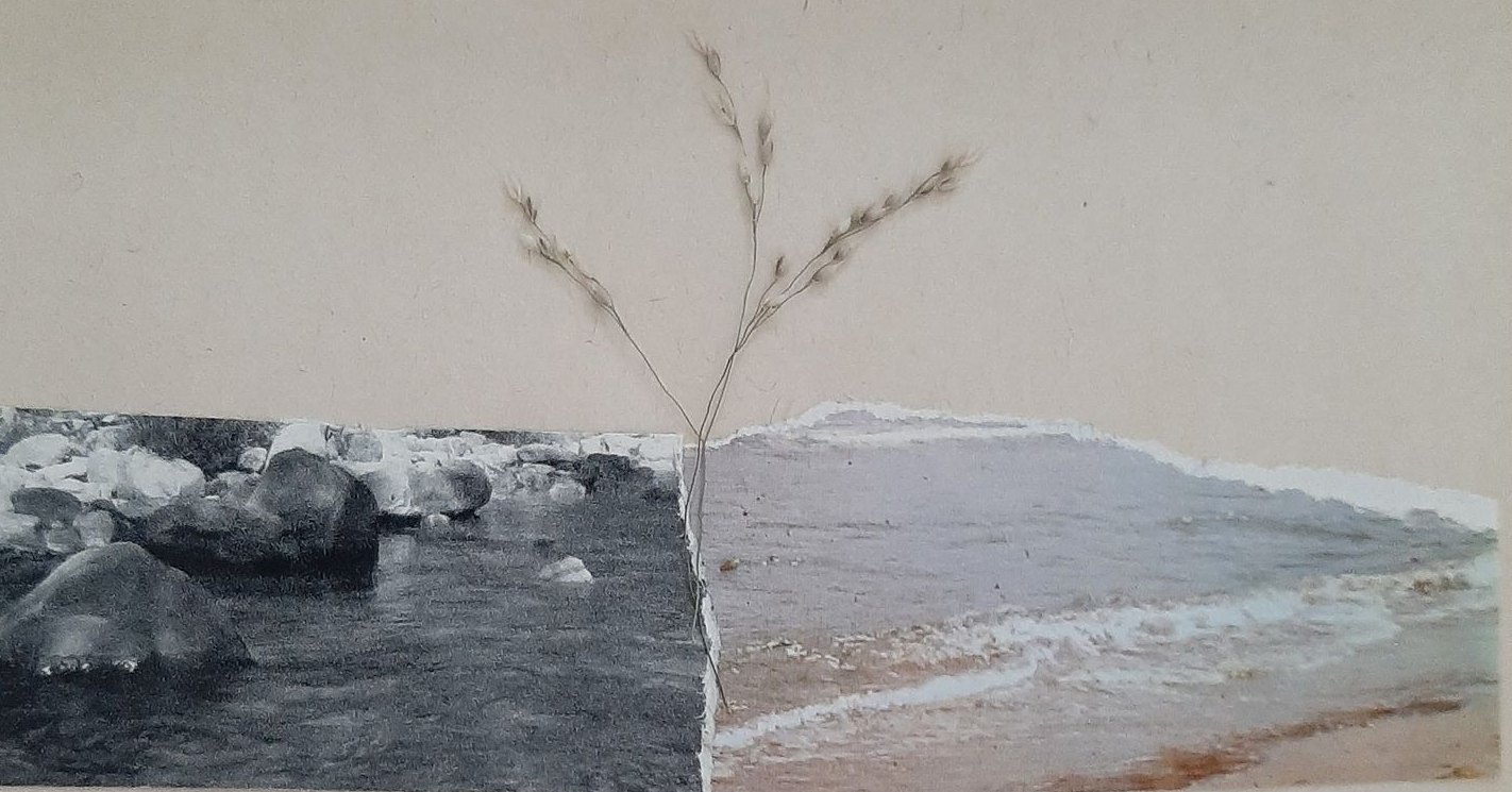 Collage: una tira de río y otra de mar unidas en el centro, de donde brota una espiga seca.